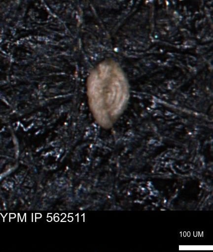 Miliammina ischnia
