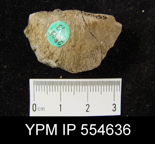 Stropheodonta schuchertana