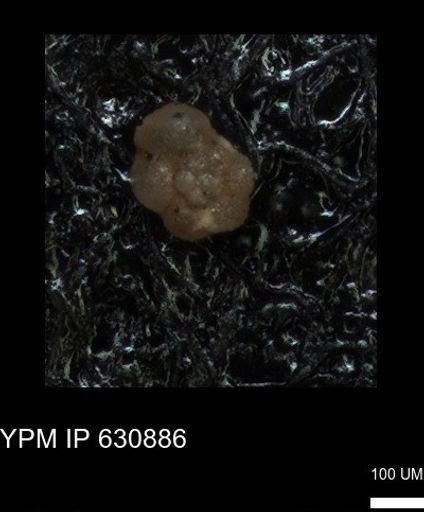 undet. Globigerinina