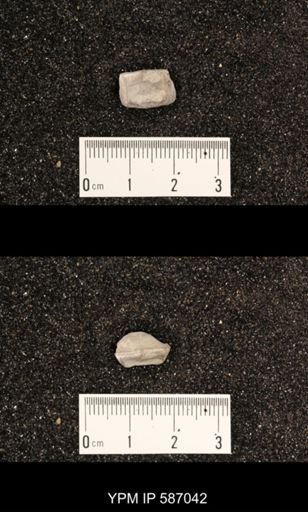 Camarotoechia borealis
