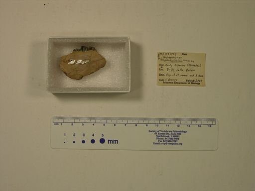 Archaeohyrax suniensis