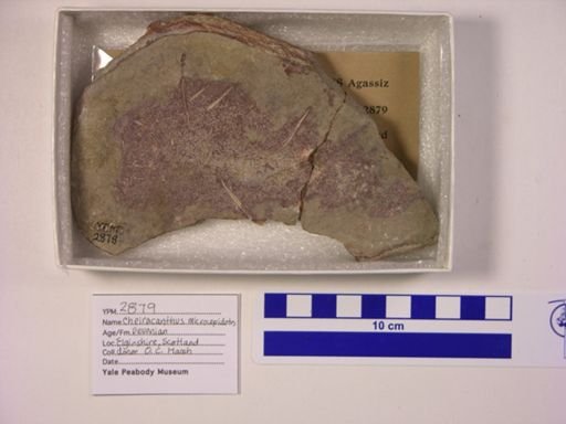 Cheiracanthus microlepidotus