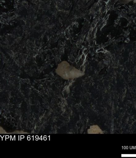undet. Heterohelicidae