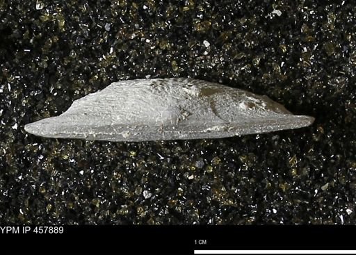 Strophodonta sp.