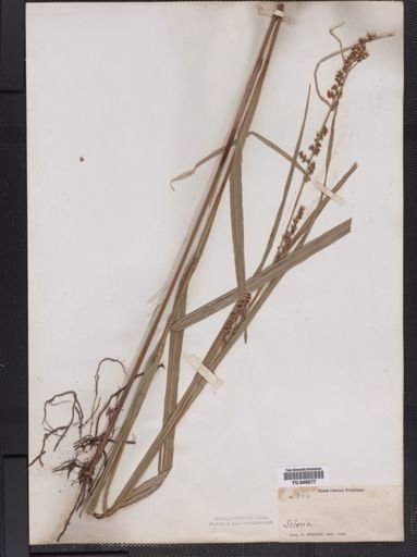 Scleria