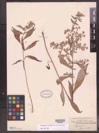 Symphyotrichum lateriflorum