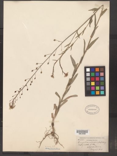 Camelina microcarpa