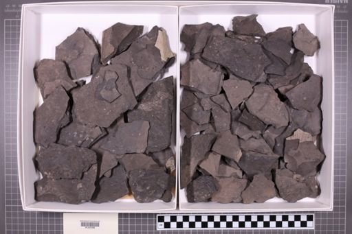 mixed taxa, stratigraphic collection