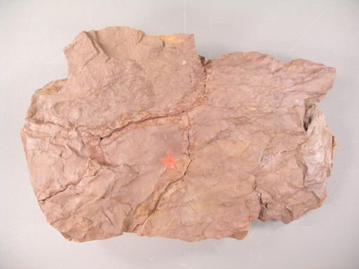 Serenopsis kempii
