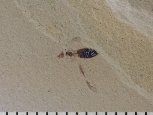 undet. Tipulidae