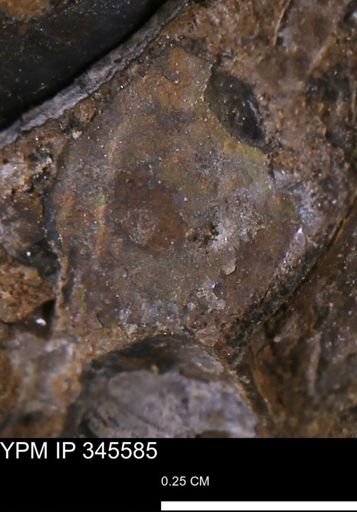 undet. Mollusca