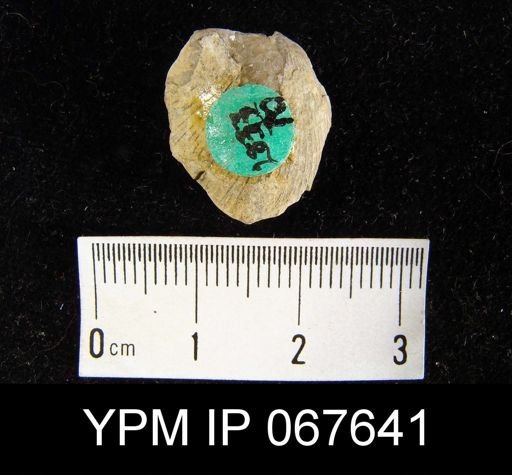 Stropheodonta varistriata