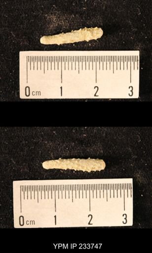 Archaeocidaris sp.