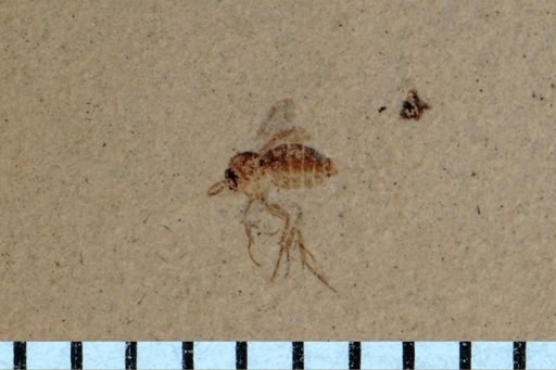 Diptera