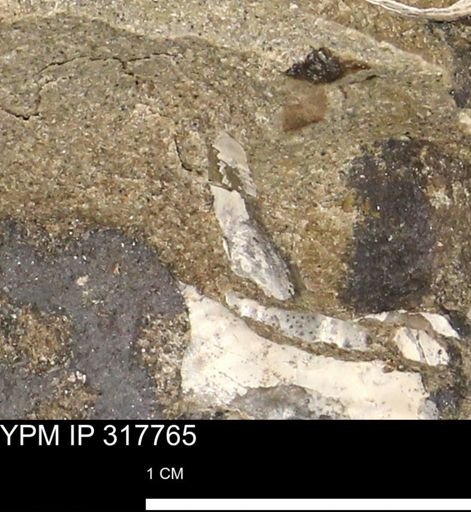 undet. Mollusca