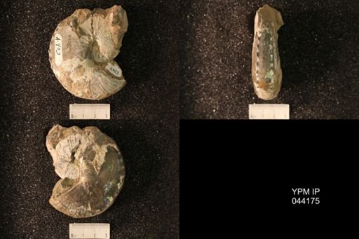 Hoploscaphites nicolletii