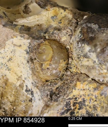 undet. Gastropoda