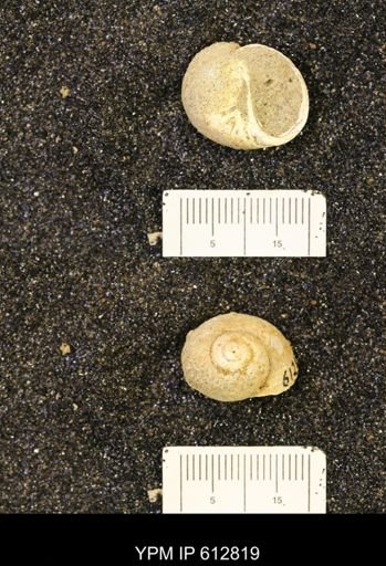 Vanikoropsis sp.