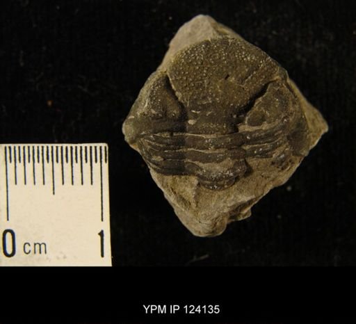 Phacops rana