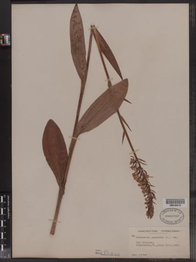 Habenaria psycodes