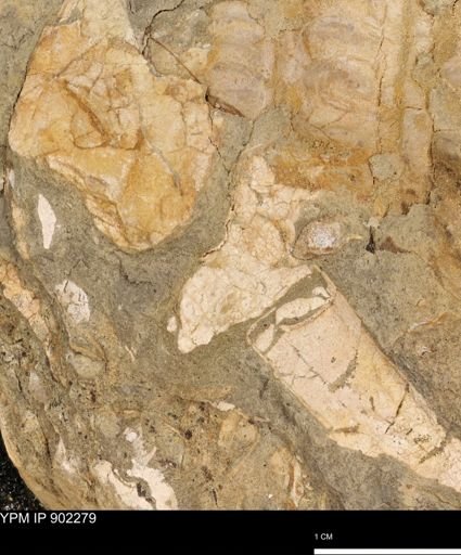 undet. Ammonoidea