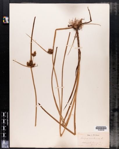 Scirpus maritimus