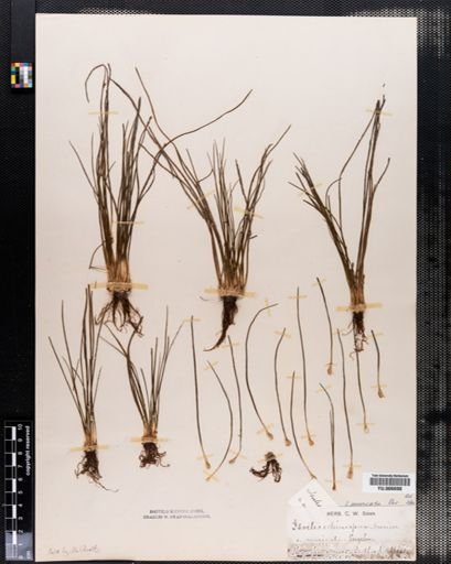 Isoetes muricata