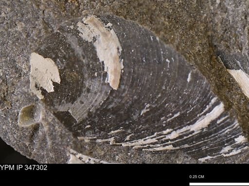 Limopsis striatopunctatus