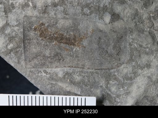 undet. Eurypterida