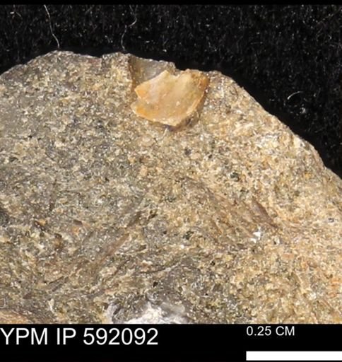 undet. Bivalvia