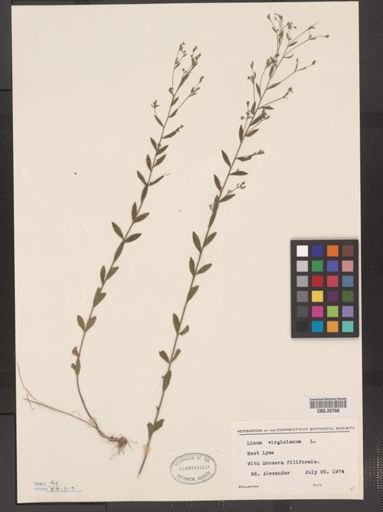 Linum virginianum