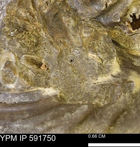 Serpulidae