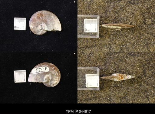 Sphenodiscus lenticularis