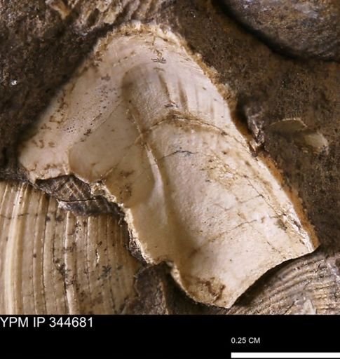 Parallelodon (Cosmetodon)?