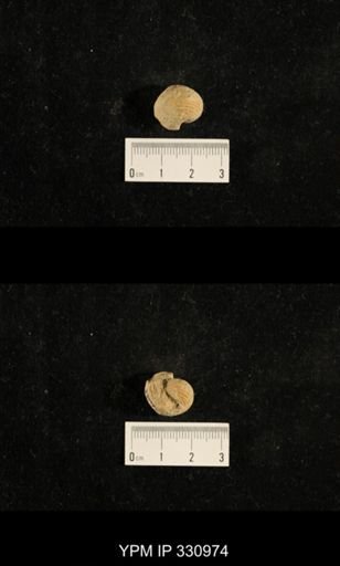 Euphemites sp.