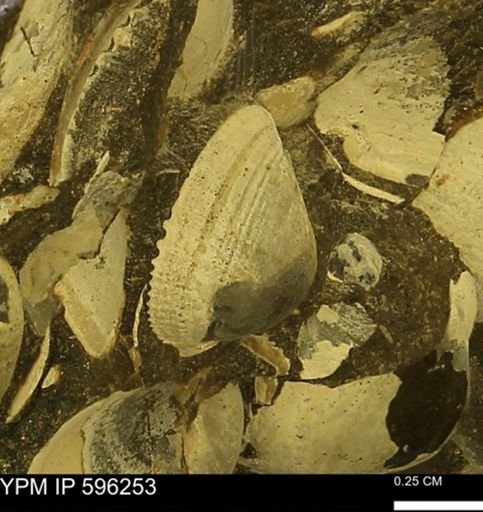 Limopsis striatopunctatus