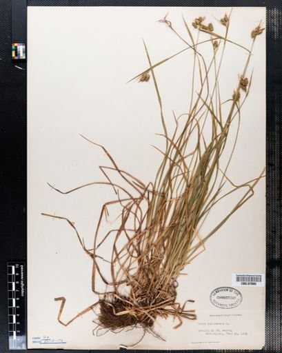 Carex pallescens