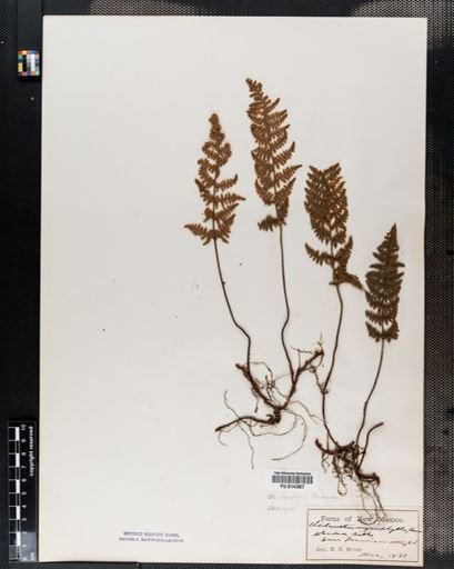 Cheilanthes