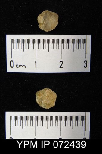 Atrypa tennesseensis