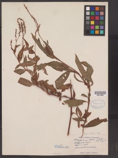 Polygonum punctatum