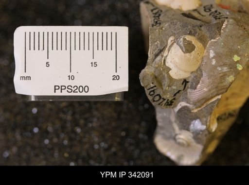 Hoploscaphites sp.
