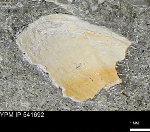 Limopsis striatopunctatus