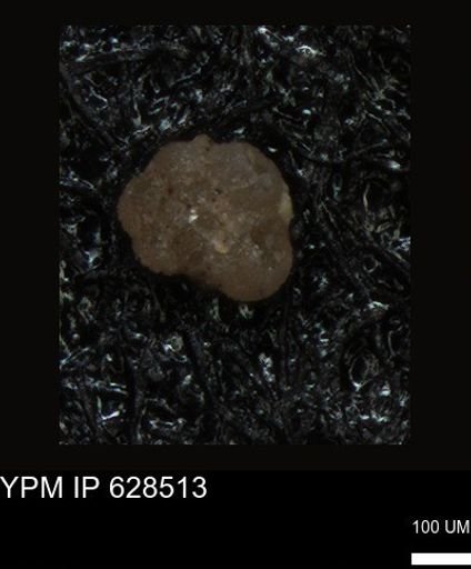 undet. Foraminiferida