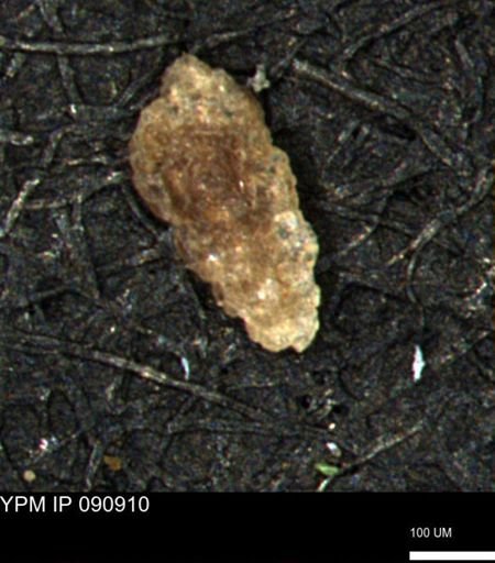 Verneuilina canadensis