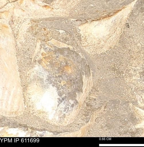 Inoceramus sp.