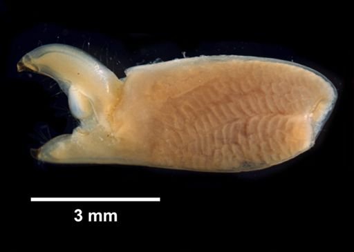 Synalpheus bradleyi