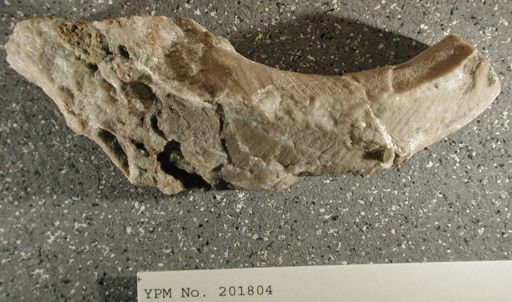 Lytospira distans