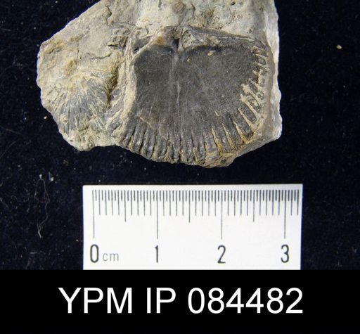 Dolerorthis flabellites