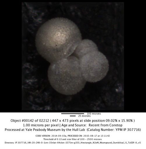 Globigerina falconensis