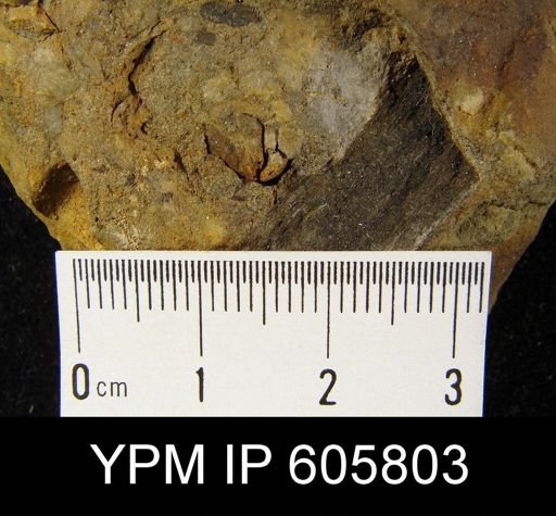 Cyrtina sp.
